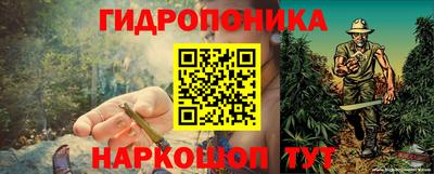 стафф Кингисепп